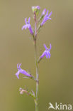 Brandlobelia (Lobelia urens)