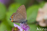 Bruine eikenpage (Satyrium ilicis) 