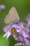 Bruine eikenpage (Satyrium ilicis) 