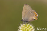 Bruine eikenpage (Satyrium ilicis) 