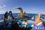 Brown Booby (Sula leucogaster)