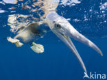 Brown Booby (Sula leucogaster)