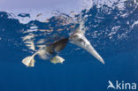Brown Booby (Sula leucogaster)