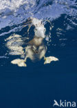 Brown Booby (Sula leucogaster)