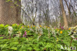 Corydalis spec.