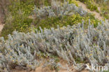 Cottonweed (Otanthus maritimus)