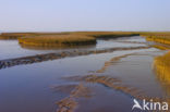 Dollard