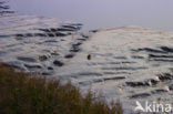 Dollard
