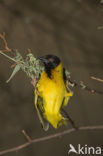 Vitelline Masked-Weaver (Ploceus vitellinus)