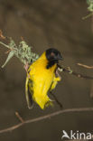 Vitelline Masked-Weaver (Ploceus vitellinus)