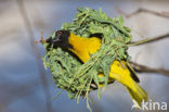 Vitelline Masked-Weaver (Ploceus vitellinus)