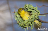 Vitelline Masked-Weaver (Ploceus vitellinus)