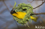 Vitelline Masked-Weaver (Ploceus vitellinus)