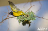 Vitelline Masked-Weaver (Ploceus vitellinus)