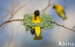 Vitelline Masked-Weaver (Ploceus vitellinus)