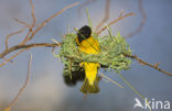 Vitelline Masked-Weaver (Ploceus vitellinus)