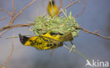 Vitelline Masked-Weaver (Ploceus vitellinus)