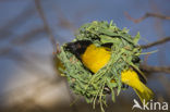 Vitelline Masked-Weaver (Ploceus vitellinus)