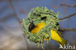 Vitelline Masked-Weaver (Ploceus vitellinus)