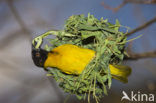 Vitelline Masked-Weaver (Ploceus vitellinus)