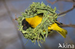 Vitelline Masked-Weaver (Ploceus vitellinus)