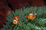 anemonefish