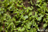 Three-nerved Sandwort (Moehringia trinervia)