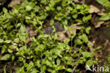 Three-nerved Sandwort (Moehringia trinervia)