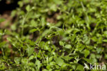 Three-nerved Sandwort (Moehringia trinervia)