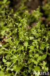 Three-nerved Sandwort (Moehringia trinervia)