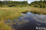 Floating Bur-reed (Sparganium angustifolium)