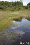 Floating Bur-reed (Sparganium angustifolium)