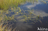 Floating Bur-reed (Sparganium angustifolium)