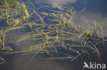 Floating Bur-reed (Sparganium angustifolium)