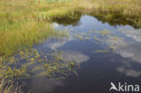 Drijvende egelskop (Sparganium angustifolium) 