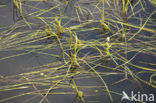 Floating Bur-reed (Sparganium angustifolium)