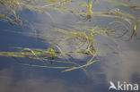 Floating Bur-reed (Sparganium angustifolium)