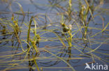 Floating Bur-reed (Sparganium angustifolium)
