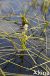 Drijvende egelskop (Sparganium angustifolium) 