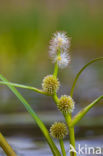 Floating Bur-reed (Sparganium angustifolium)