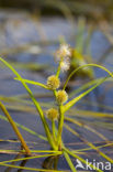 Drijvende egelskop (Sparganium angustifolium) 