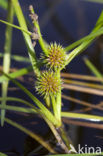 Drijvende egelskop (Sparganium angustifolium) 