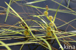 Floating Bur-reed (Sparganium angustifolium)