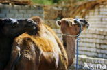 Dromedary (Camelus dromedarius)