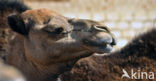 Dromedary (Camelus dromedarius)