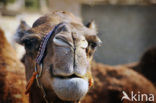 Dromedary (Camelus dromedarius)