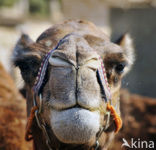 Dromedary (Camelus dromedarius)