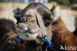 Dromedary (Camelus dromedarius)