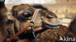 Dromedary (Camelus dromedarius)