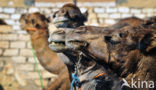 Dromedary (Camelus dromedarius)